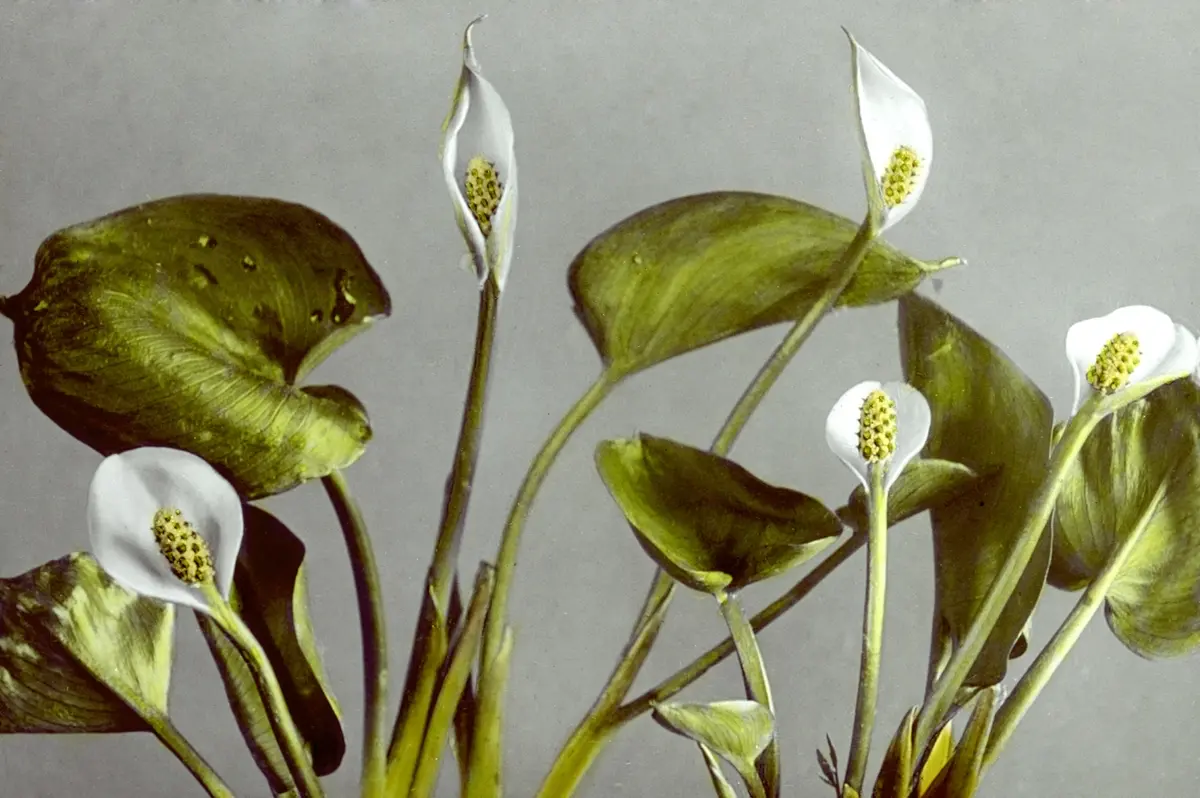 Nahaufnahme weisser Blumen vor einem grauen Hintergrund